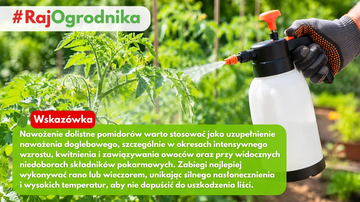 Oprysk interwencyjny na pomidory blog sklep rajogrodnika
